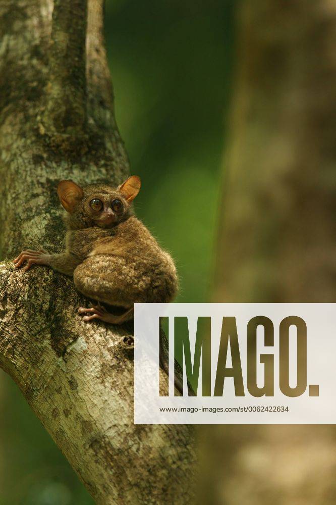 Natur, Tiere, Affe, Trockennasenprimaten, Koboldmaki, Tarsiidae Sulawesi-Koboldmaki (Tarsius spectrum, Tarsius tarsier), Tangkoko Nationalpark, Sulawesi, Indonesien, Asien iblmkh03967594