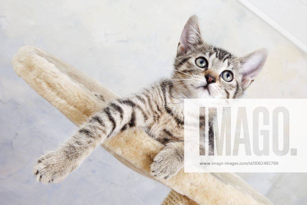 Domestic cat, kitten lying on cat tree 11318CS-U