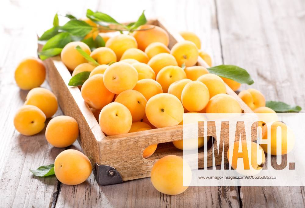 Fresh apricots in wooden box ,model released, Symbolfoto; Frisch Aprikosen in hölzern Schachtel ,model released, Symbolfoto ING_36820_02324 RECORD DATE NOT STATED