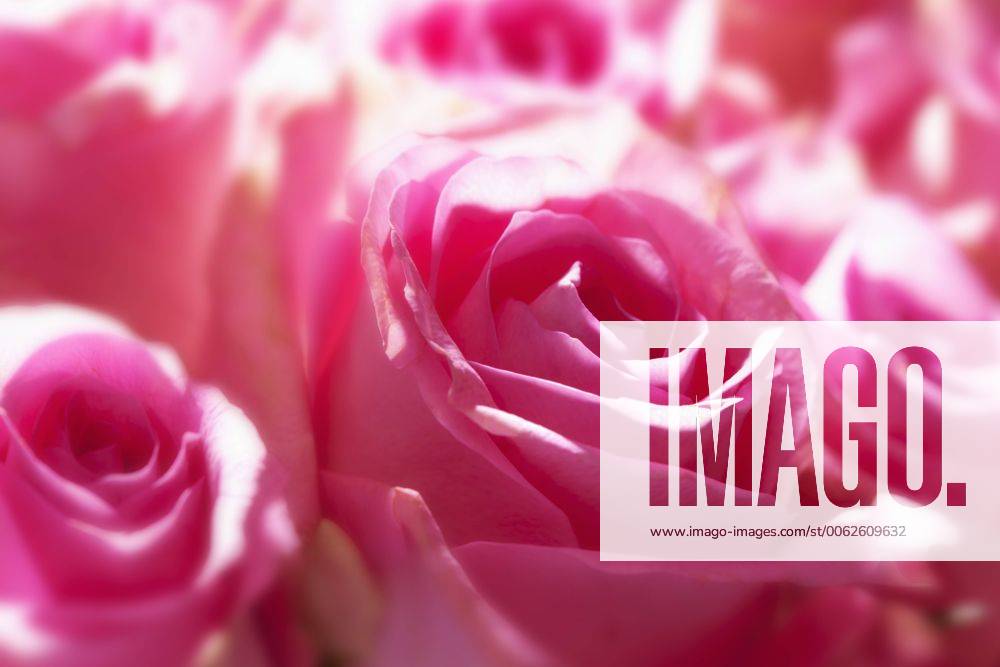 IMAGO Creative, Lifestyle, Barbiecore Pink roses, close-up CSF021116