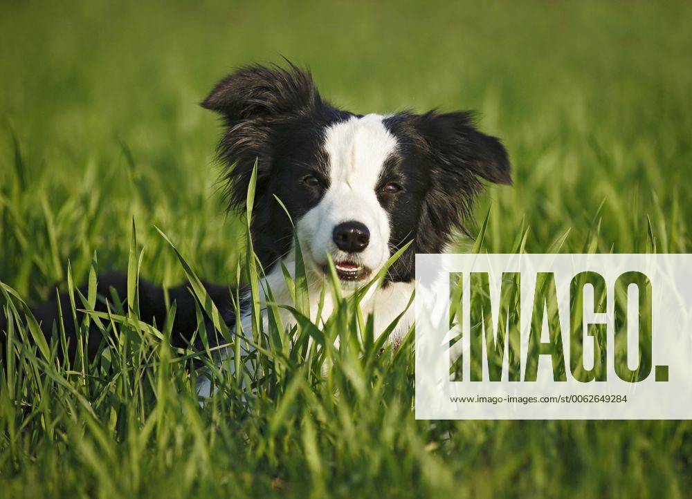 Germany, Baden Wuerttemberg, Border Collie dog on grass property released SLF000006
