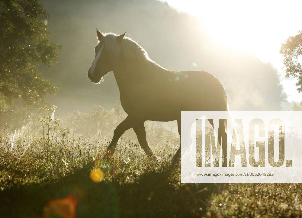 Germany, Baden Wuerttemberg, Black forest horse walking on grass property released SLF000011