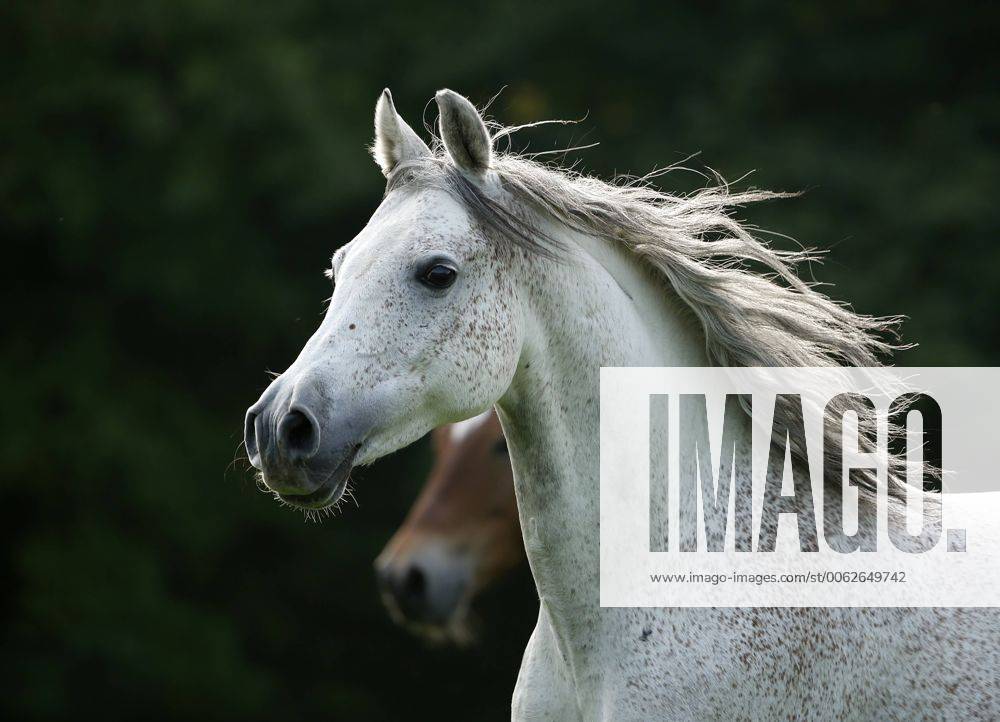 Germany, Baden-Wuerttemberg, Arabian horse, Equus ferus caballus property released SLF000394