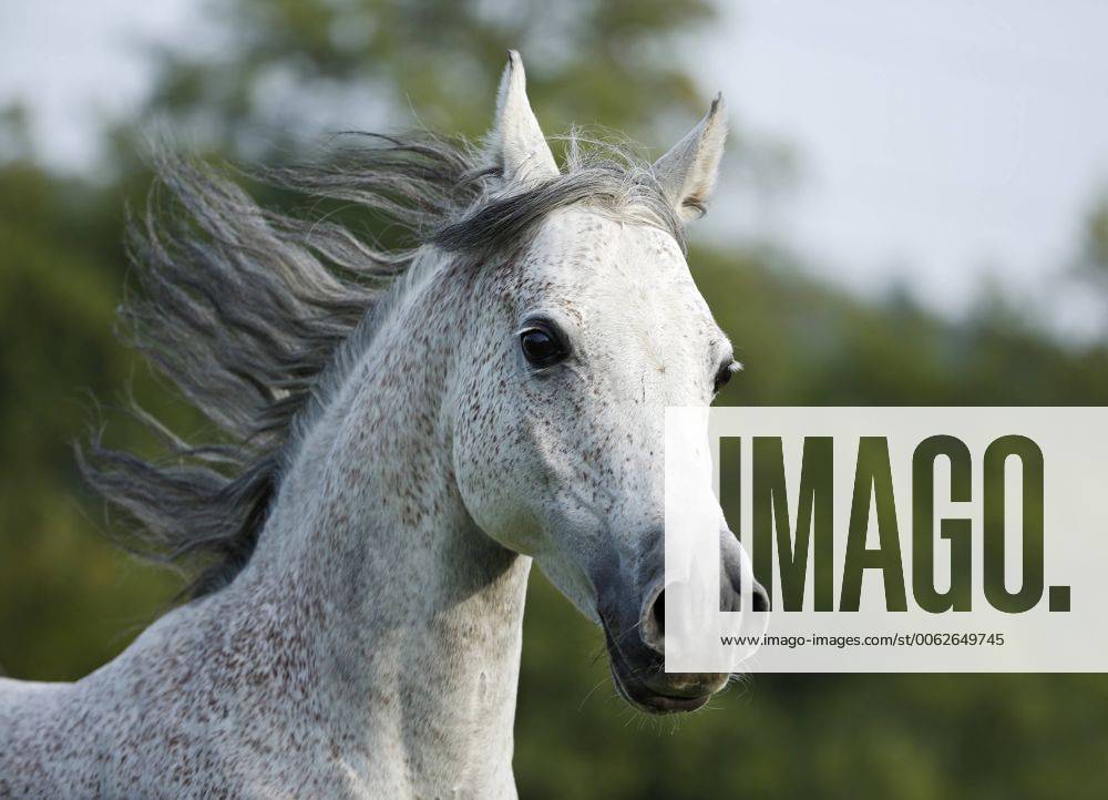 Germany, Baden-Wuerttemberg, Arabian horse, Equus ferus caballus, galloping property released SLF000397