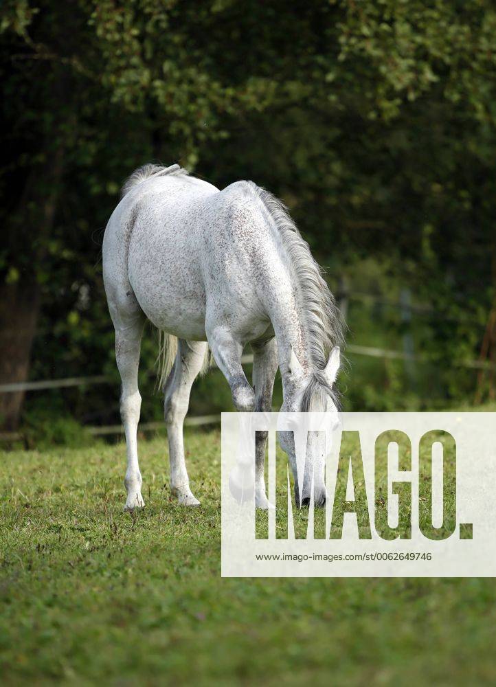 Germany, Baden-Wuerttemberg, Arabian horse, Equus ferus caballus property released SLF000398