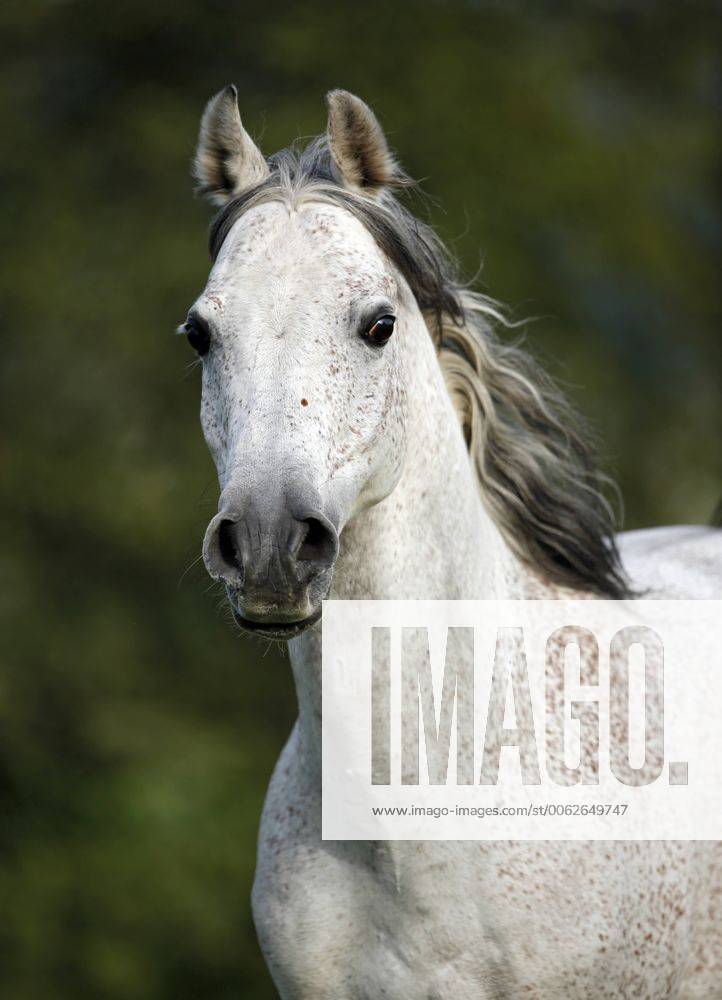 Germany, Baden-Wuerttemberg, Arabian horse, Equus ferus caballus property released SLF000399