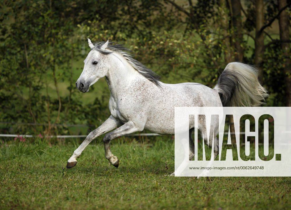 Germany, Baden-Wuerttemberg, Arabian horse, Equus ferus caballus property released SLF000400