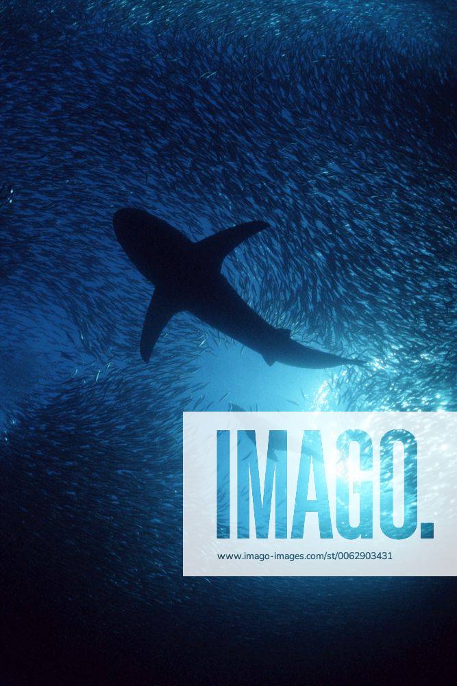 Copper shark Bronze whaler {Carcharhinus brachyurus} & S. African fur seal predating 1117481 DougxPerrine