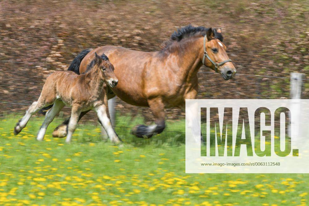 Belgier, Belgisches Kaltblut (Equus przewalskii f. caballus), Stute und Fohlen rennen auf einer Wiese mit bluehendem Loewenzahn, Deutschland, Nordrhein-Westfalen Ardenner horse (Equus przewalskii f. caballus), mare and foal run in a meadow with flowering dandelion, Germany, North Rhine-Westphalia BLWS379042