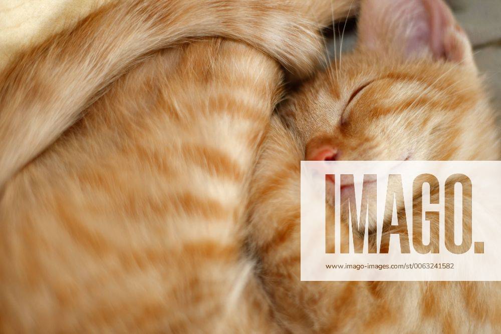 Schlafende europäische Kurzhaar Katze 1046100319