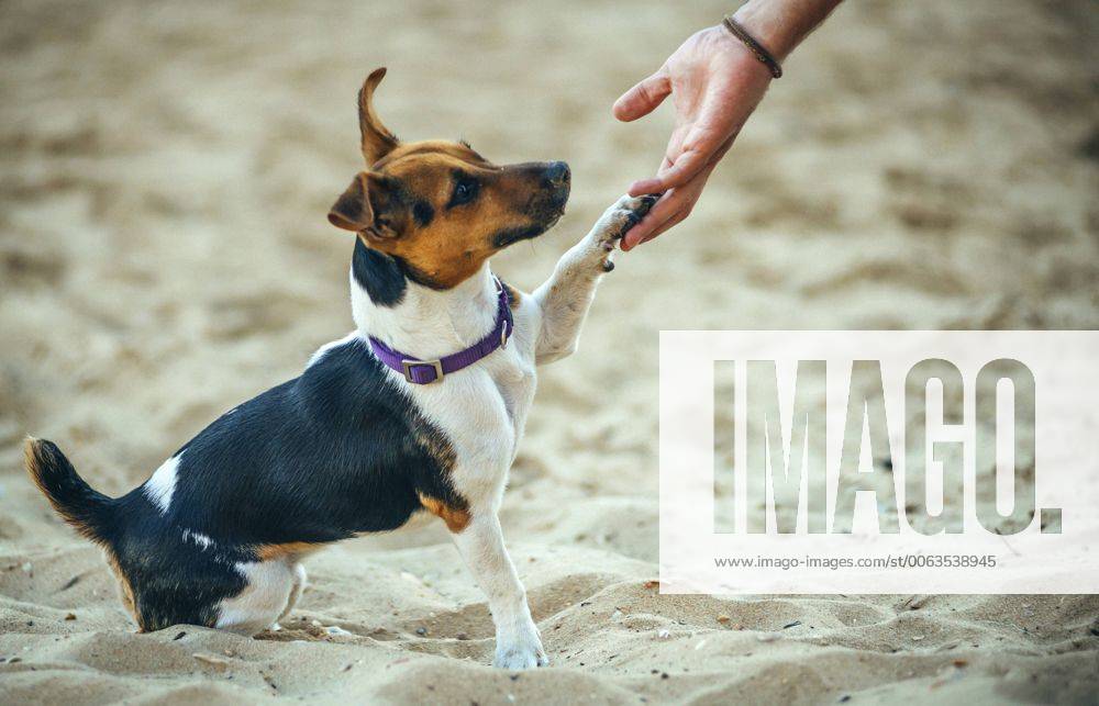 Jack Russell Terrier giving the leg property released EHF000053
