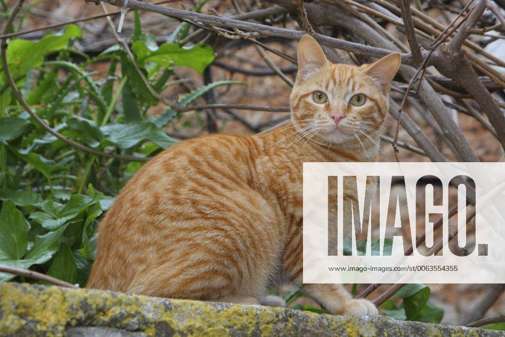 Hauskatze, Haus-Katze (Felis silvestris f. catus), rothaarige getigerte Katze sitzt auf einer Mauer, Spanien, Balearen, Mallorca domestic cat, house cat (Felis silvestris f. catus), red-haired striped cat sitting on a wall, Spain, Balearen, Majorca BLWS383955