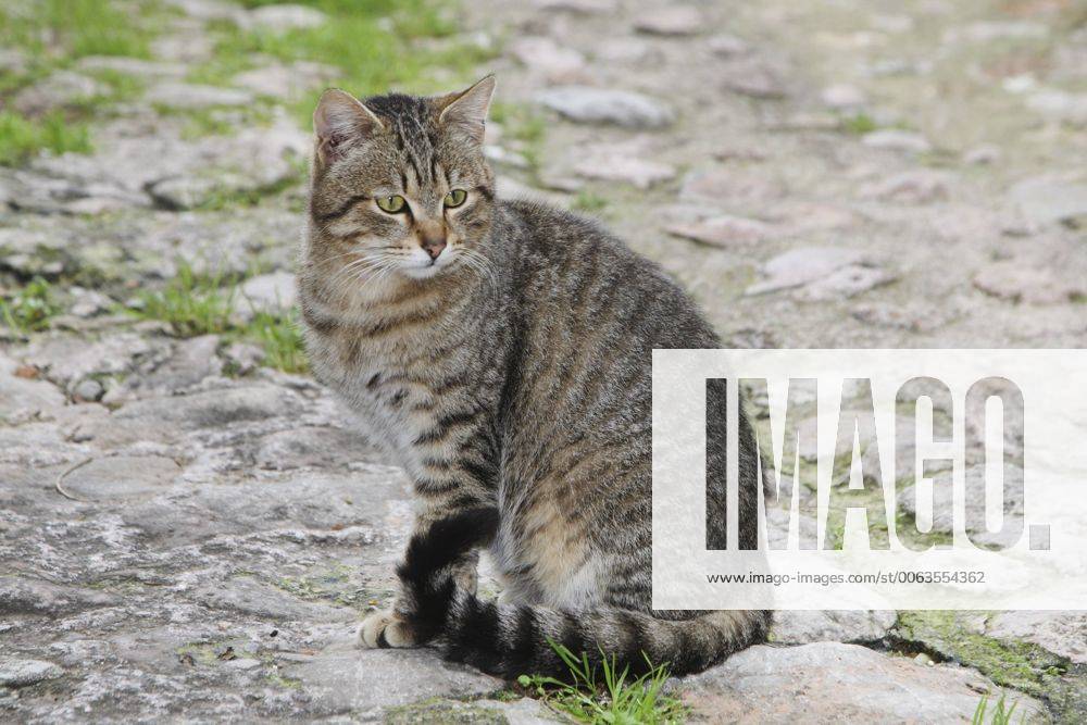 Hauskatze, Haus-Katze (Felis silvestris f. catus), getigerte Katze sitzt auf einem Weg, Spanien, Balearen, Mallorca domestic cat, house cat (Felis silvestris f. catus), striped cat sitting on a path, Spain, Balearen, Majorca BLWS383962