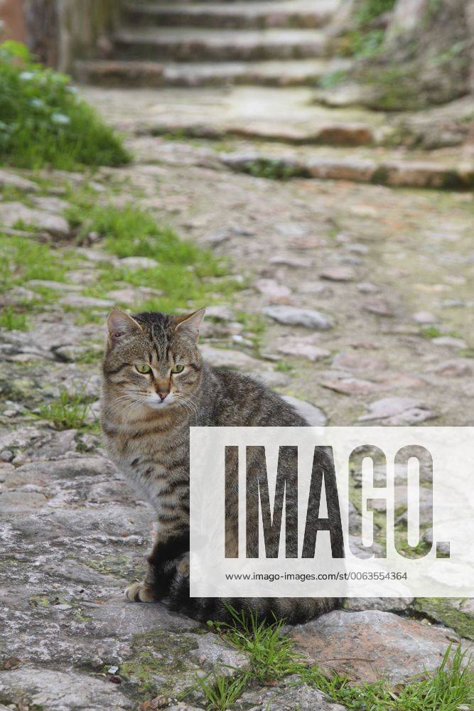 Hauskatze, Haus-Katze (Felis silvestris f. catus), getigerte Katze sitzt auf einem Weg, Spanien, Balearen, Mallorca domestic cat, house cat (Felis silvestris f. catus), striped cat sitting on a path, Spain, Balearen, Majorca BLWS383963