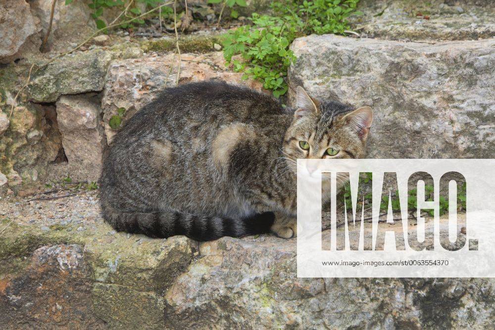 Hauskatze, Haus-Katze (Felis silvestris f. catus), getigerte Katze liegt auf einer Treppe, Spanien, Balearen, Mallorca domestic cat, house cat (Felis silvestris f. catus), striped cat lying on a stair, Spain, Balearen, Majorca BLWS383973