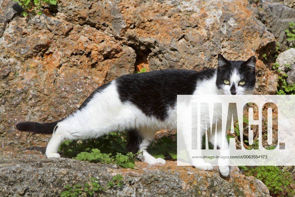 Hauskatze, Haus-Katze (Felis silvestris f. catus), schwarz-weisse gescheckte Katze steht auf einem Stein, Spanien, Balearen, Mallorca domestic cat, house cat (Felis silvestris f. catus), black and white spotted cat standing on a a stone, Spain, Balearen, Majorca BLWS383975