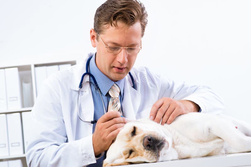 Vet checks the health of a dog, Vet checks the health of a dog, that is on the table model released