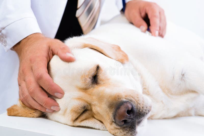 Vet checks the health of a dog, Vet checks the health of a dog, that is on the table
