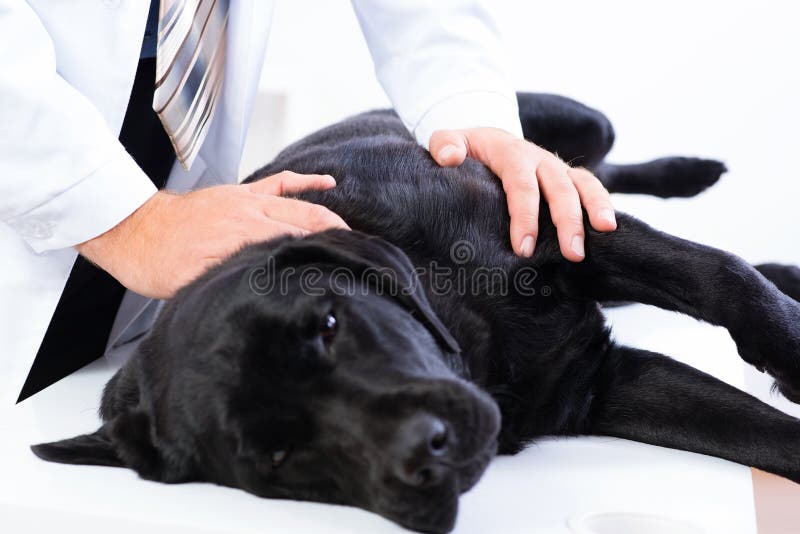 Vet checks the health of a dog, Vet checks the health of a dog, that is on the table