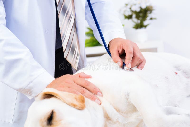 Vet checks the health of a dog, Vet checks the health of a dog, that is on the table