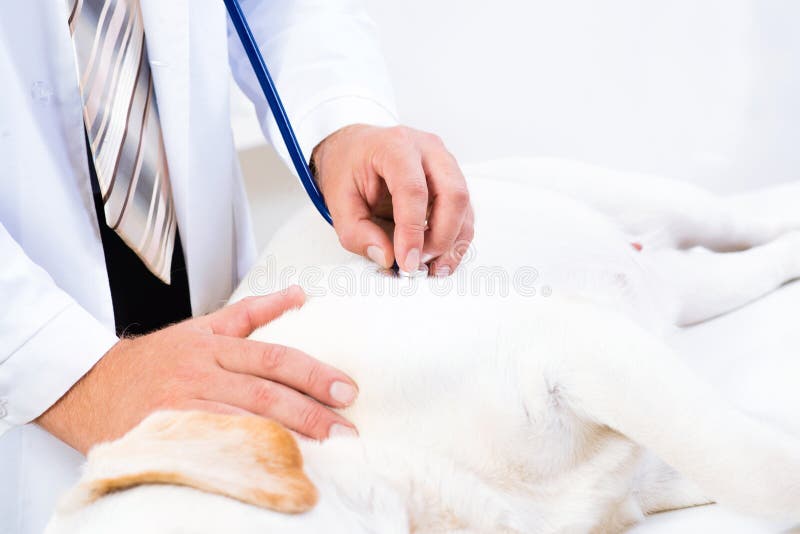 Vet checks the health of a dog, Vet checks the health of a dog, that is on the table