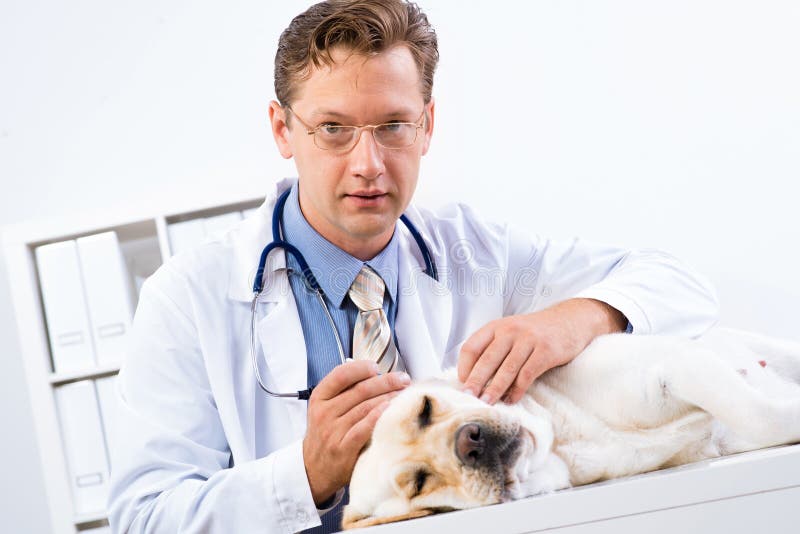 Vet checks the health of a dog, Vet checks the health of a dog, that is on the table model released