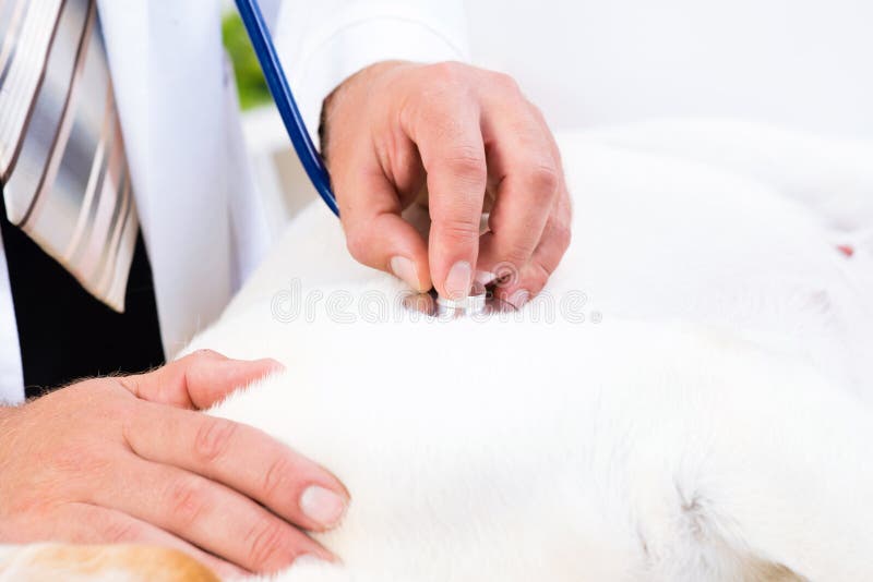 Vet checks the health of a dog, Vet checks the health of a dog, that is on the table