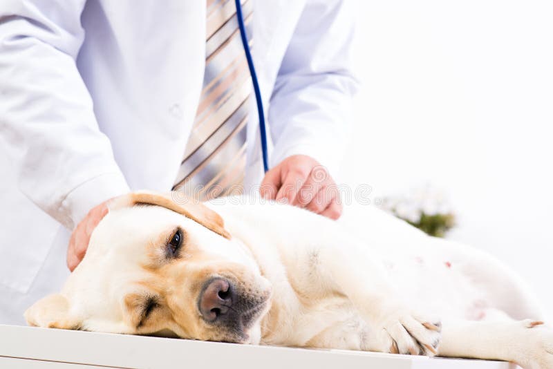 Vet checks the health of a dog, Vet checks the health of a dog, that is on the table