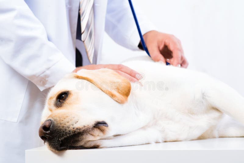 Vet checks the health of a dog, Vet checks the health of a dog, that is on the table