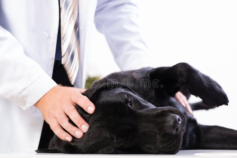 Vet checks the health of a dog, Vet checks the health of a dog, that is on the table
