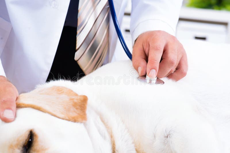 Vet checks the health of a dog, Vet checks the health of a dog, that is on the table