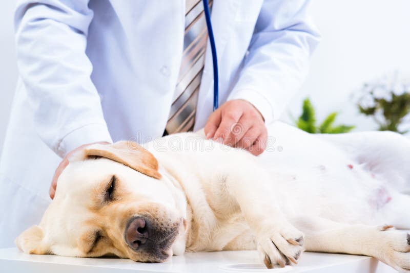 Vet checks the health of a dog, Vet checks the health of a dog, that is on the table