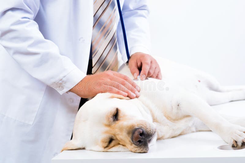 Vet checks the health of a dog, Vet checks the health of a dog, that is on the table