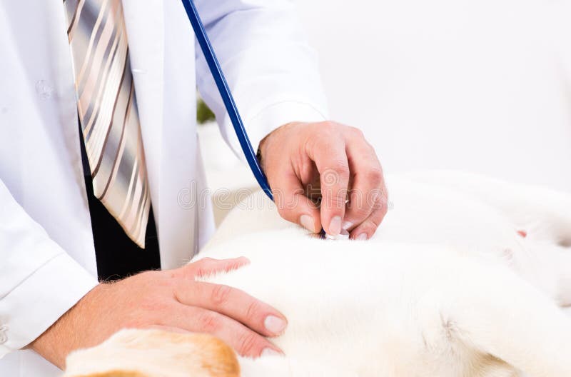 Vet checks the health of a dog, Vet checks the health of a dog, that is on the table