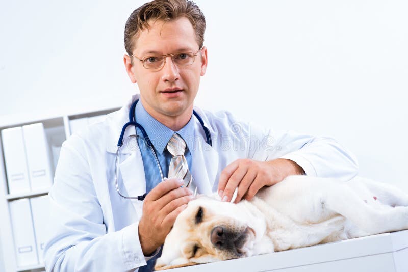 Vet checks the health of a dog, Vet checks the health of a dog, that is on the table model released