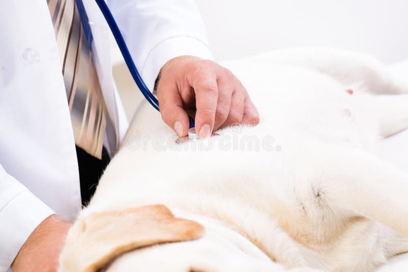 Vet checks the health of a dog, Vet checks the health of a dog, that is on the table