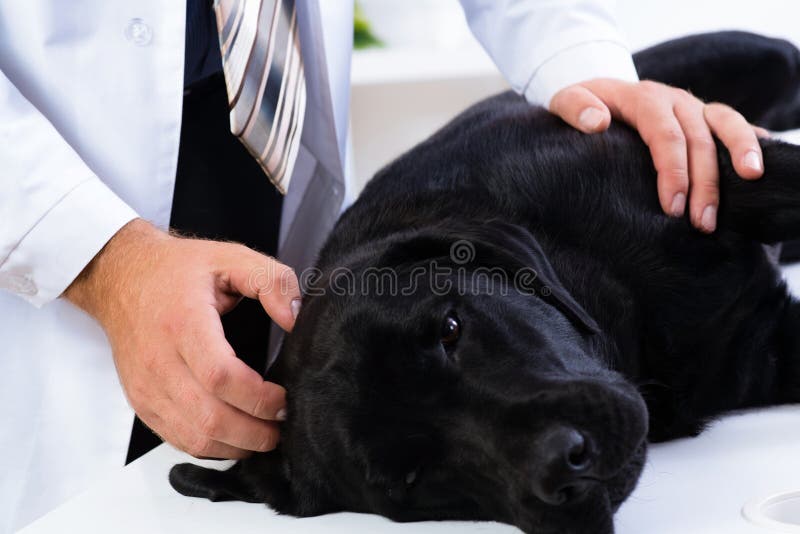 Vet checks the health of a dog, Vet checks the health of a dog, that is on the table