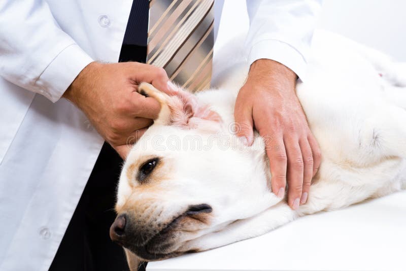 Vet checks the health of a dog, Vet checks the health of a dog, that is on the table