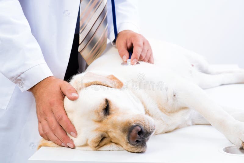 Vet checks the health of a dog, Vet checks the health of a dog, that is on the table