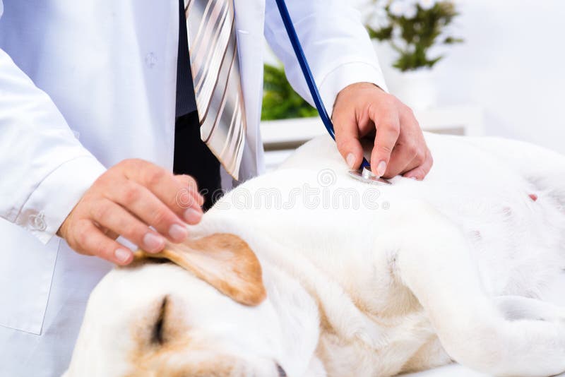 Vet checks the health of a dog, Vet checks the health of a dog, that is on the table