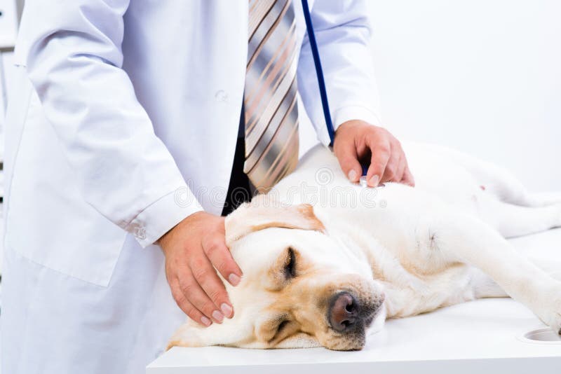Vet checks the health of a dog, Vet checks the health of a dog, that is on the table