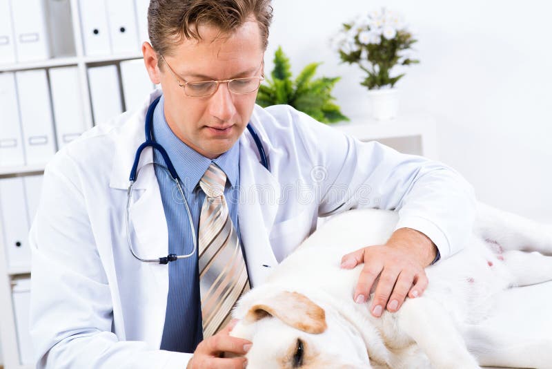 Vet checks the health of a dog, Vet checks the health of a dog, that is on the table model released