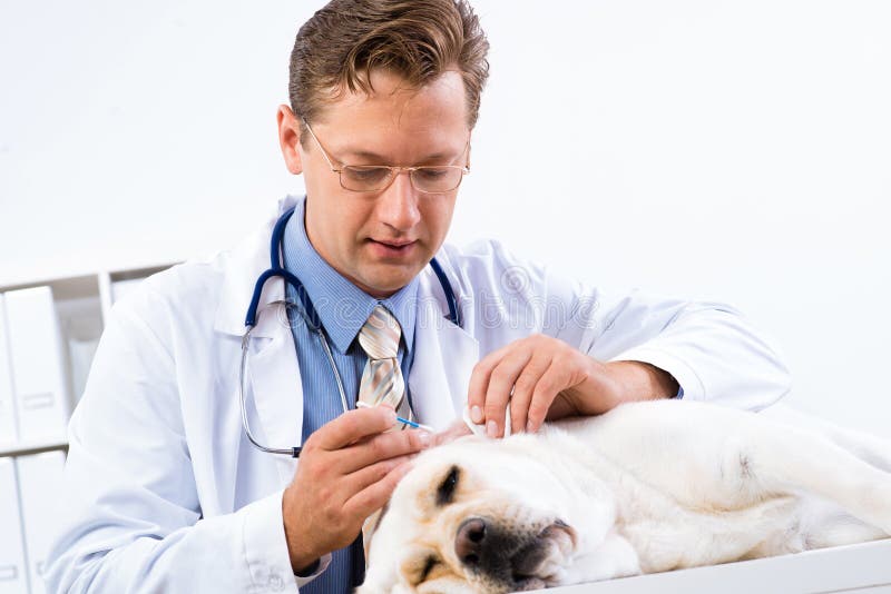 Vet checks the health of a dog, Vet checks the health of a dog, that is on the table model released