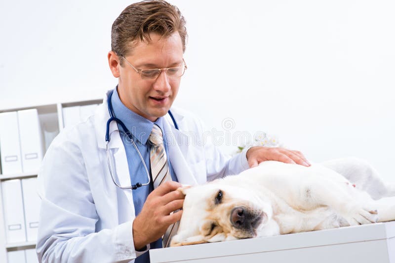 Vet checks the health of a dog, Vet checks the health of a dog, that is on the table model released