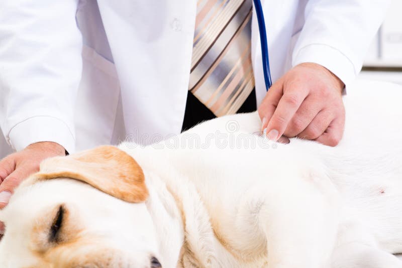 Vet checks the health of a dog, Vet checks the health of a dog, that is on the table