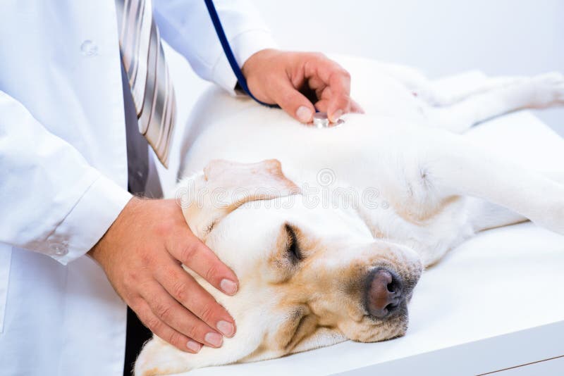 Vet checks the health of a dog, Vet checks the health of a dog, that is on the table