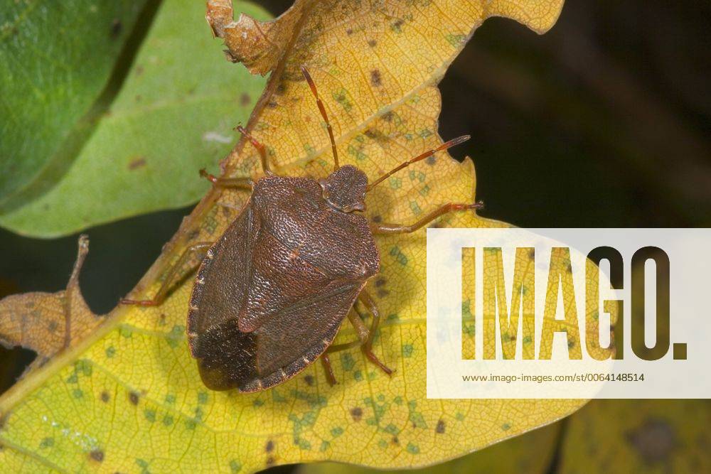 Gruene Stinkwanze, Faule Grete, Gemeine Stinkwanze (Palomena prasina), braune Herbstfaerbung, Deutschland Green shield bug, Common green shield bug (Palomena prasina), with brown autumn colour, Germany BLWS390908