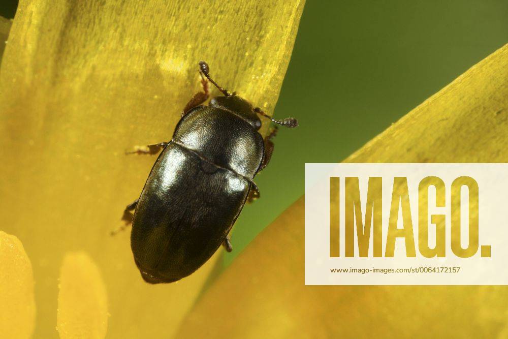 Rapsglanzkaefer, Raps-Glanzkaefer (Meligethes aeneus, Brassicogethes aeneus), sitzt auf einer gelben Bluete, Hintergrund gruen, Deutschland Pollen beetle (Meligethes aeneus, Brassicogethes aeneus), sitting on a yellow blossom, background green, Germany BLWS391190
