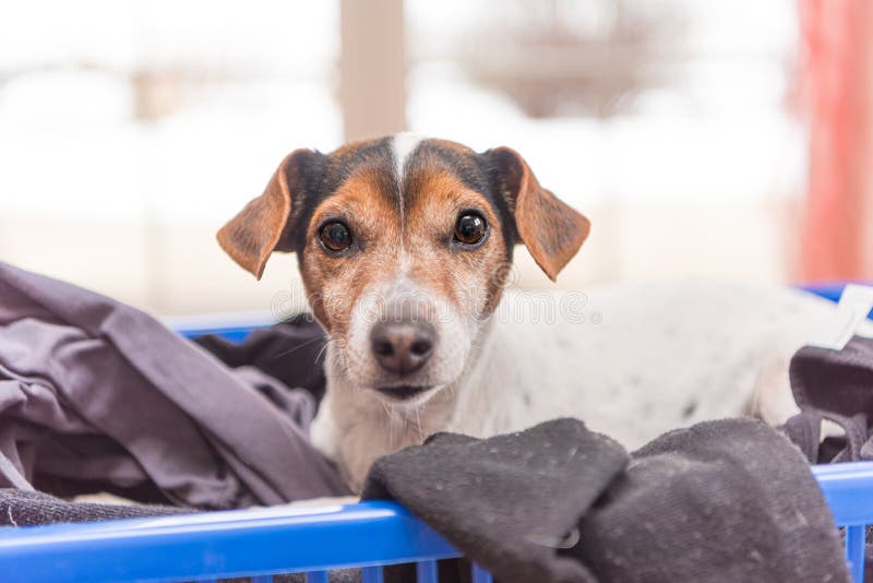 Dog lies in a laundry basket with freshly washed folded and ironed laundry indoor. Jack Russell Terrier 10 years old. Hair type, Beatuy dog lies in a laundry basket with freshly washed folded and ironed laundry indoor. Jack Russell Terrier 10 years old. Hair type smooth