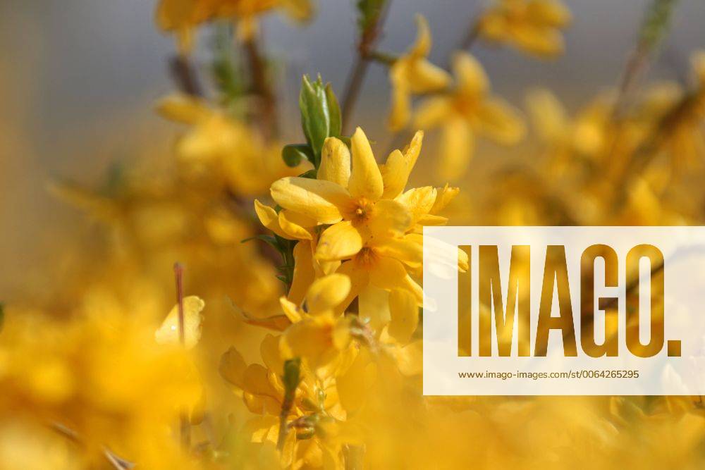 Forsythie (Forsythia) Forsythienblüte im sonnigen Frühling in Hofheim, Hessen, Main-Taunus-Kreis MTK, Deutschland
